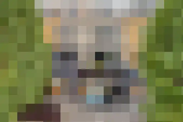 Merbau 72 in Dordrecht