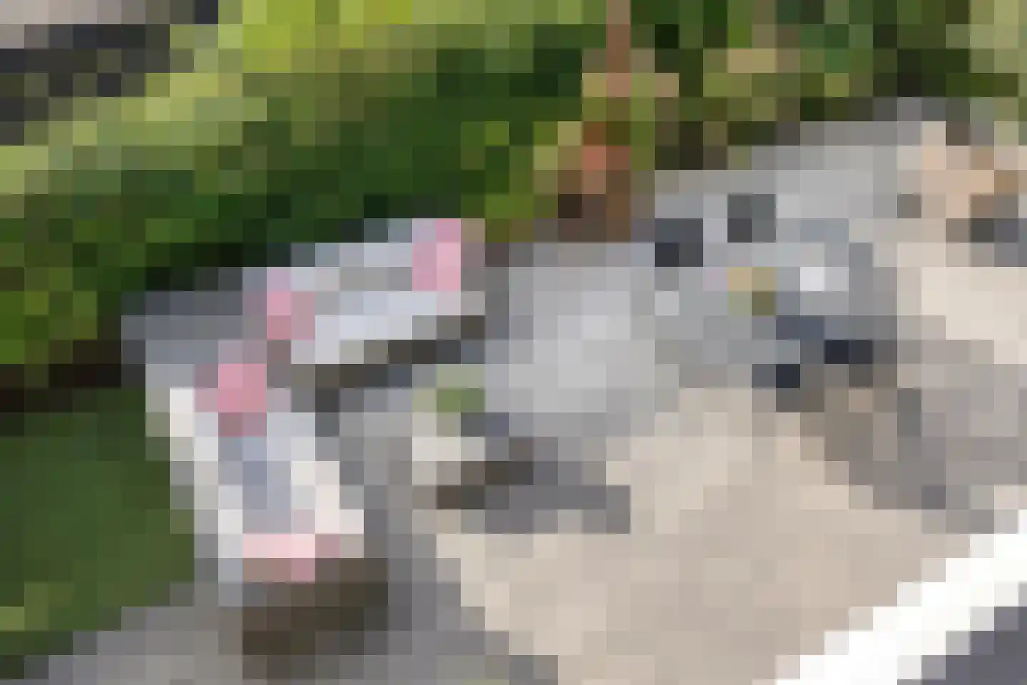 Merelerf 15 Numansdorp thumbnail 25