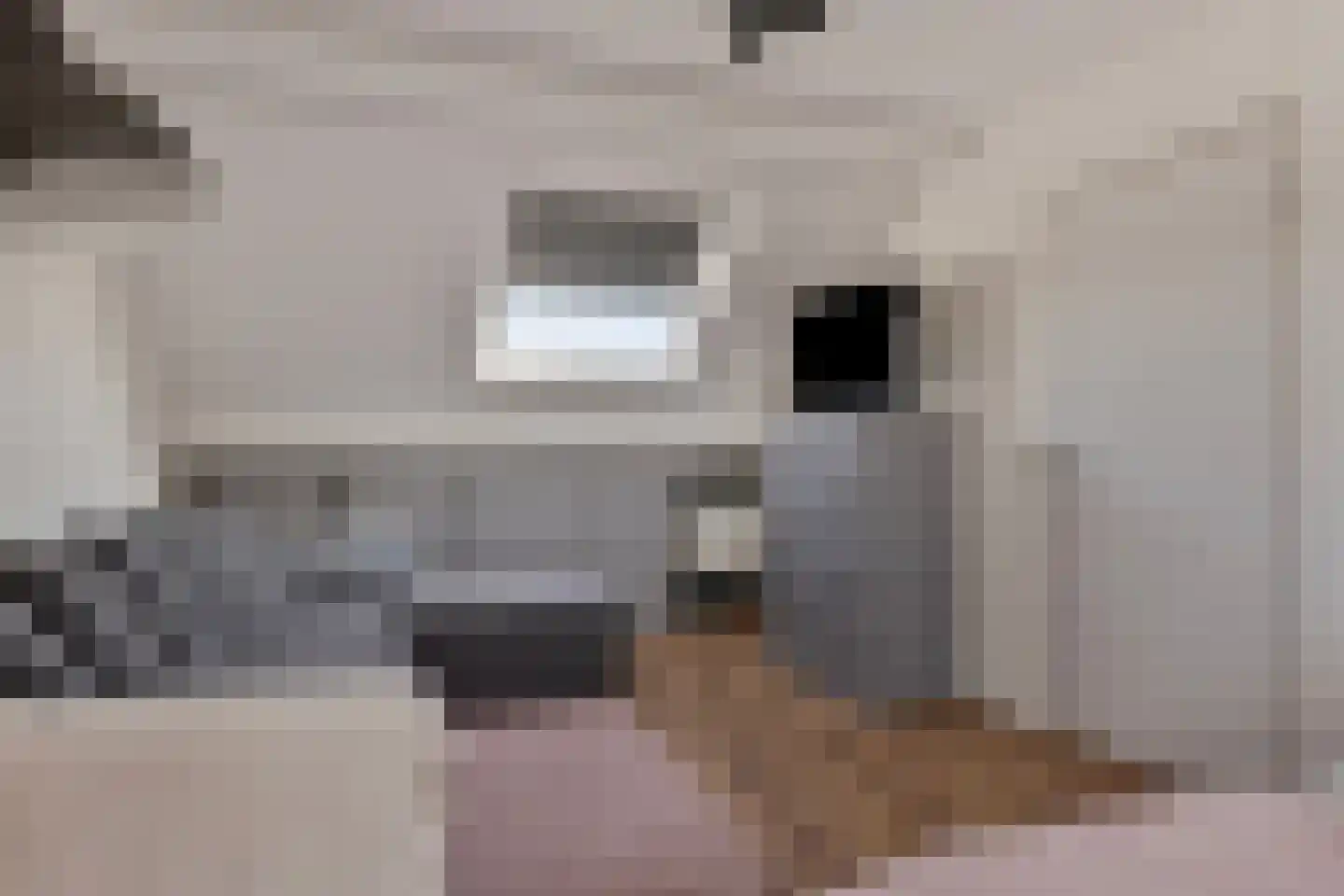 Merelhof 32 Heinkenszand thumbnail 38