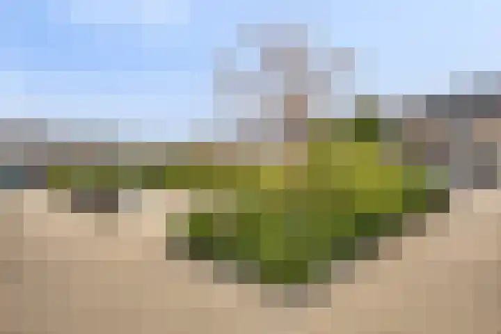 Merelhoven 353 Capelle aan den IJssel thumbnail 26