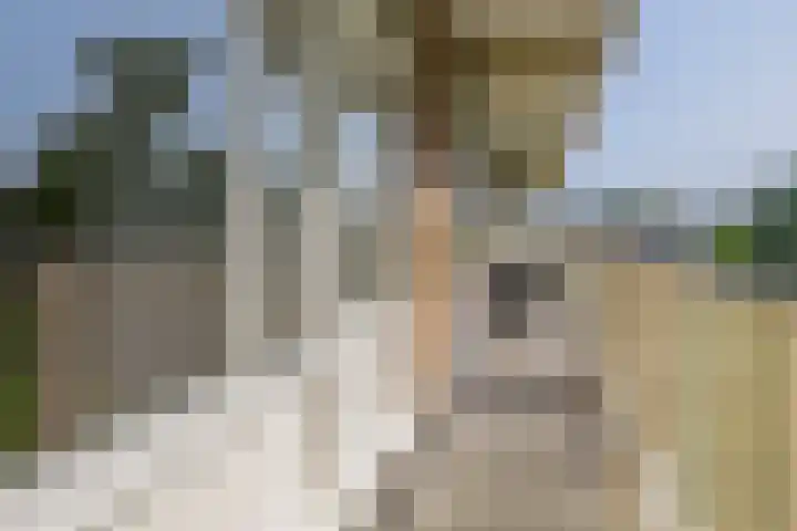Merellaan 36 Capelle aan den IJssel thumbnail 33