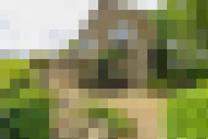Merellaan 4 Sassenheim thumbnail 6