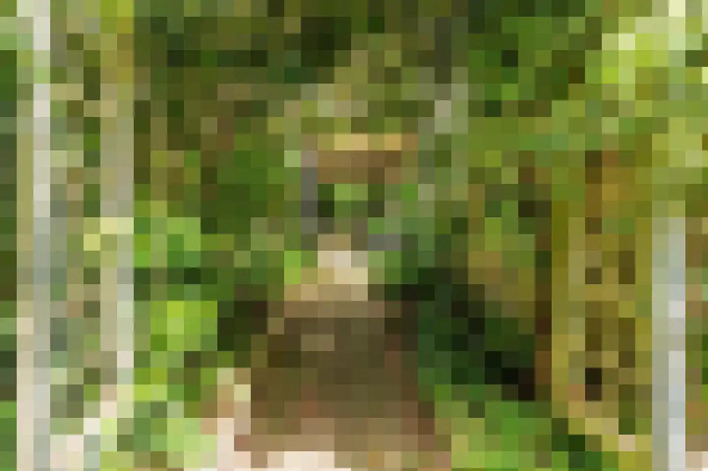 Merellaan 8 Grubbenvorst thumbnail 58