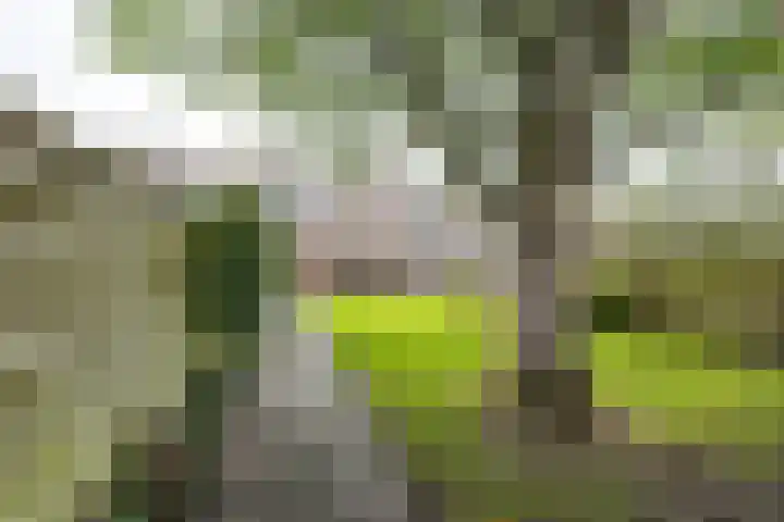 Merelstraat 5 Vries thumbnail 25