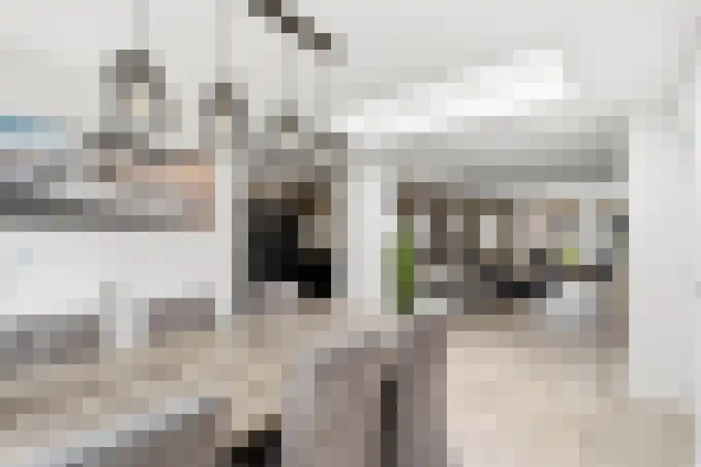 Mergen 20 Mill thumbnail 4