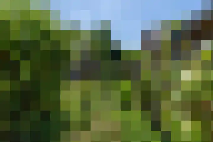 Merseloseweg 4 Overloon thumbnail 23