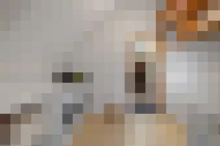 Mertenshof 3 Weerselo thumbnail 40