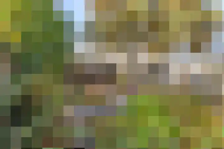 Merwedelaan 23 Veghel thumbnail 32
