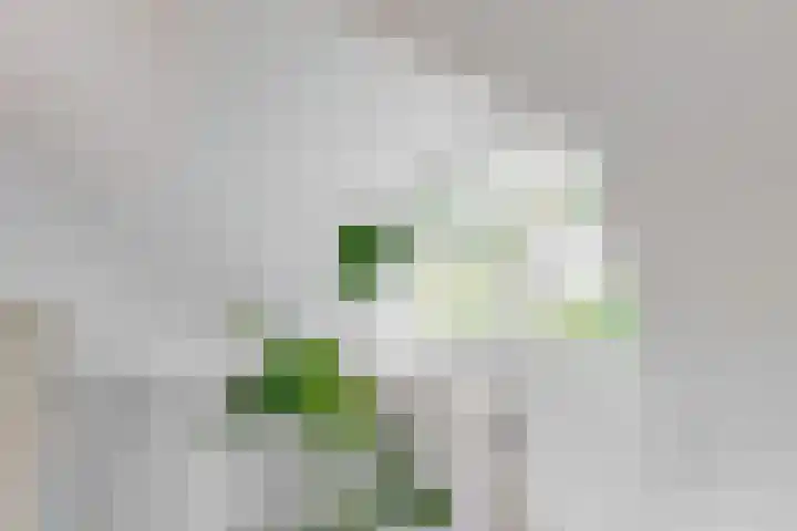 Mesdaglaan 10 A Bosch en Duin thumbnail 60