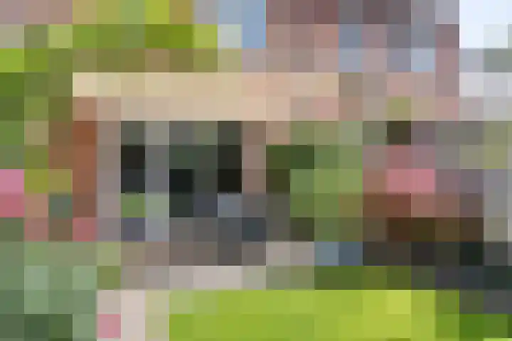 Meteriks veld 70 Meterik thumbnail 35
