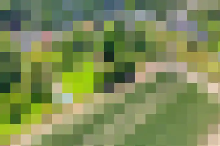 Meterikseweg 104 Horst thumbnail 48