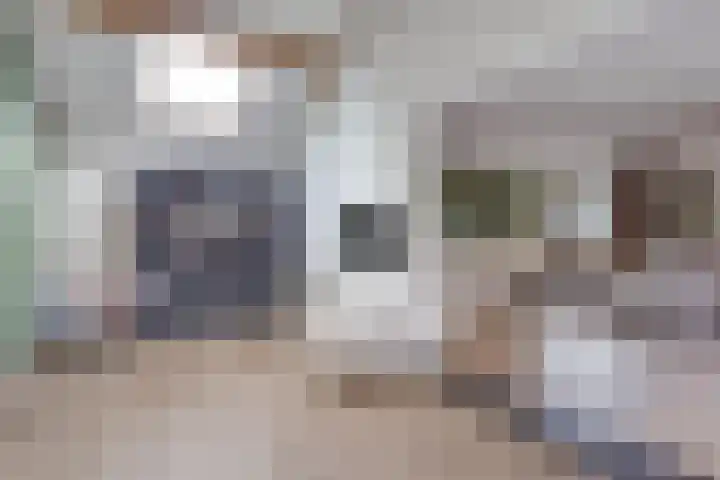 Meterikseweg 104 Horst thumbnail 6