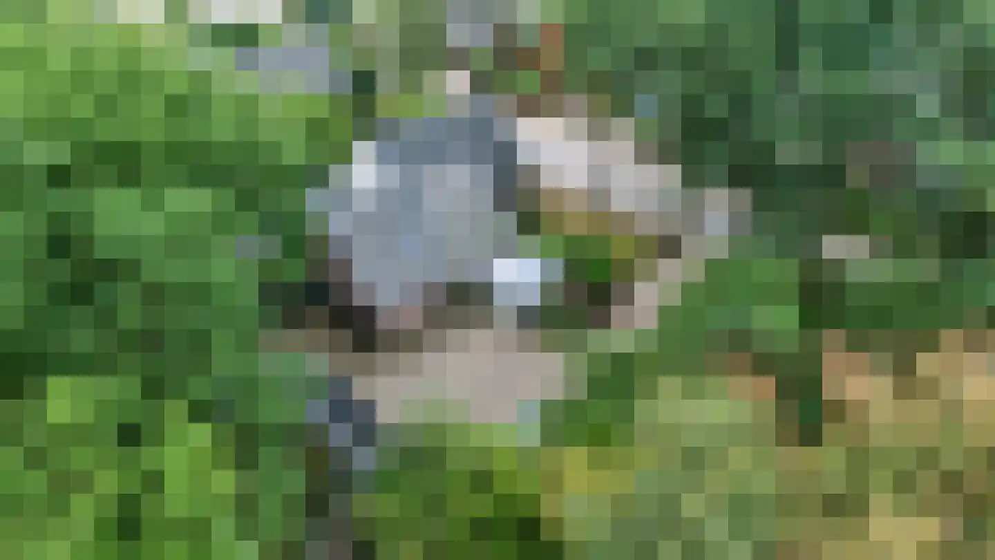 Mettaweg 6 Ugchelen thumbnail 41