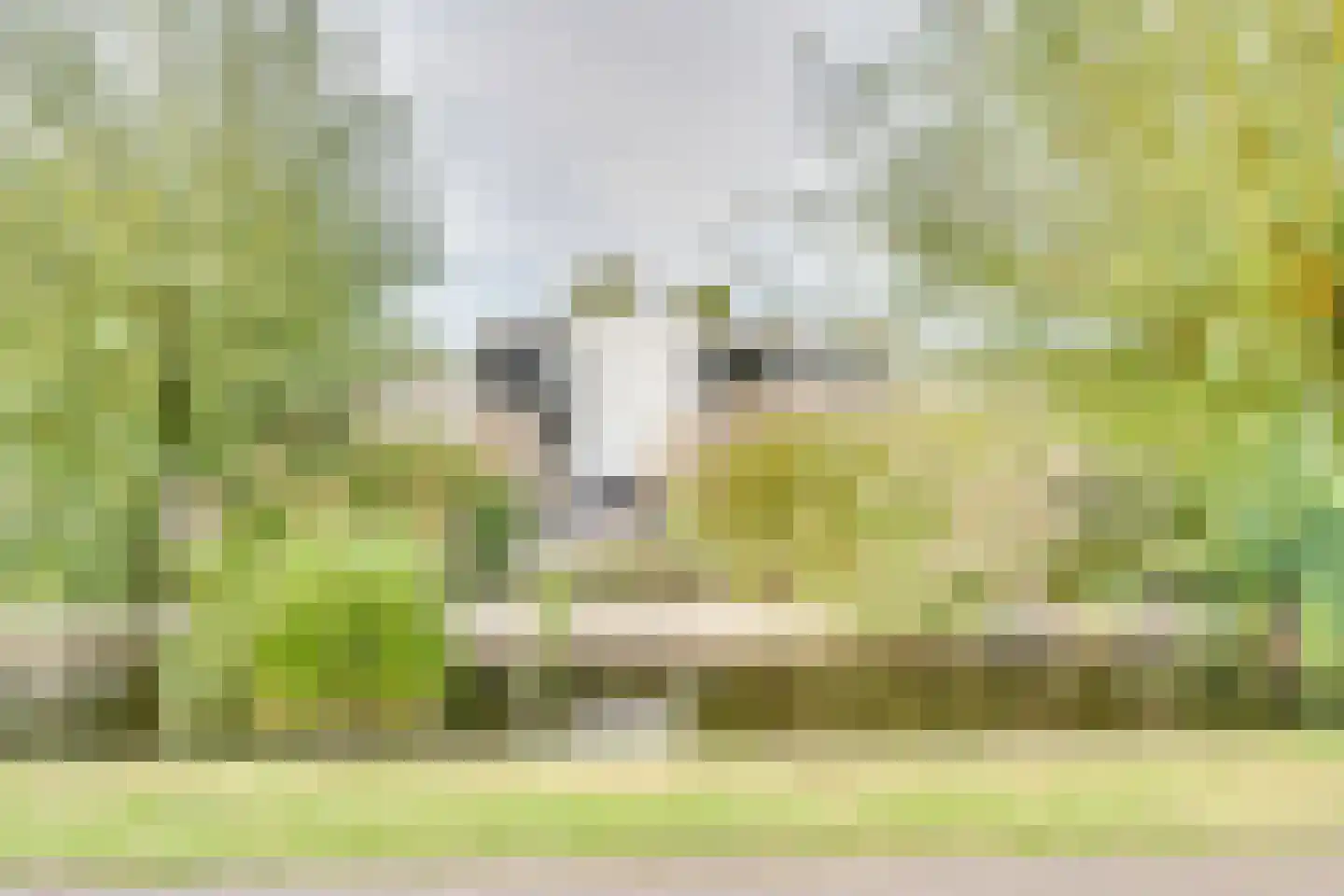Mettenijedijk 33 076 Nieuwvliet thumbnail 36