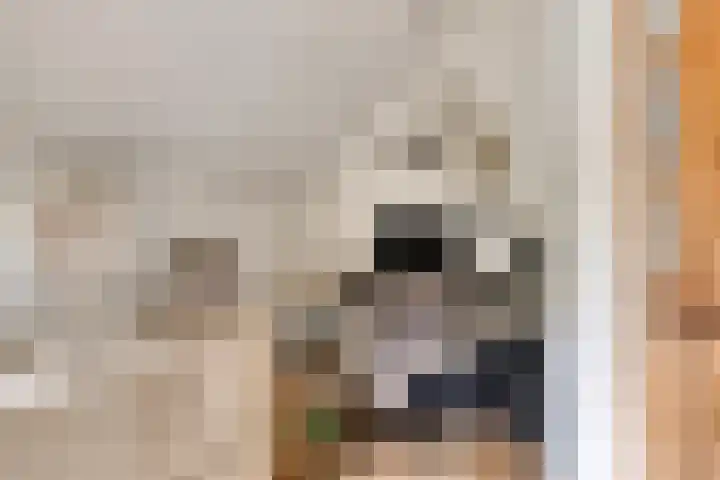 Mettrayweg 12 Zutphen thumbnail 11