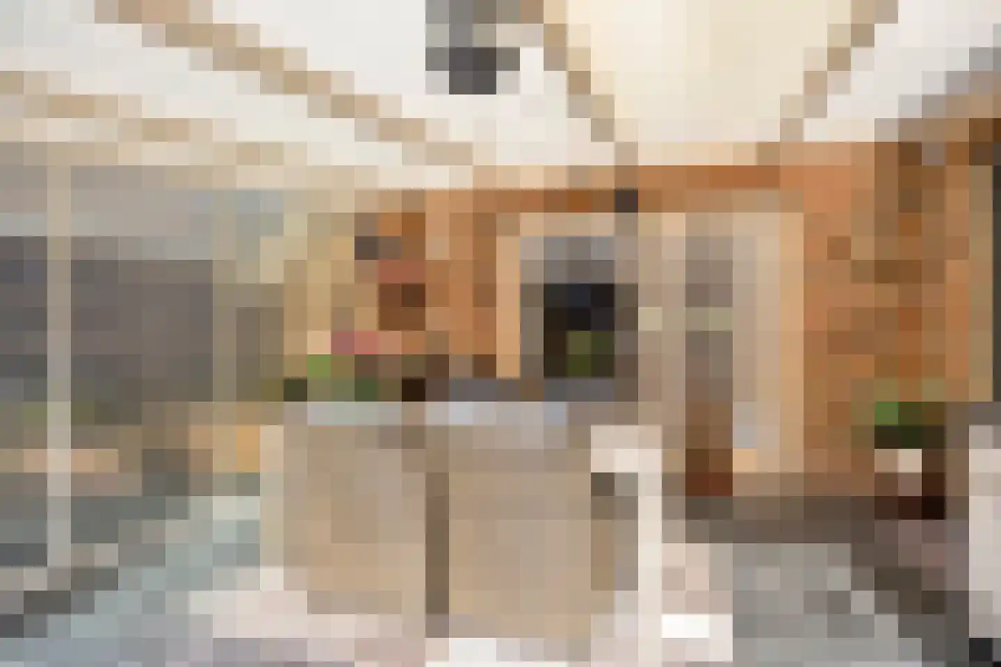 Meulakkers 11 Diever thumbnail 55
