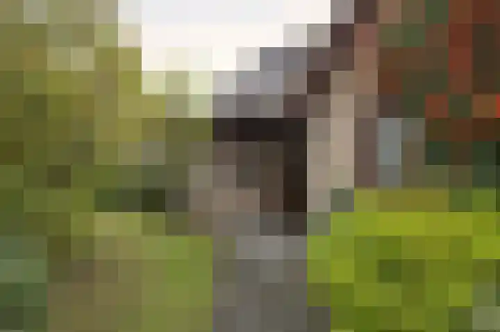 Mezendonk 22 St. Willebrord thumbnail 5