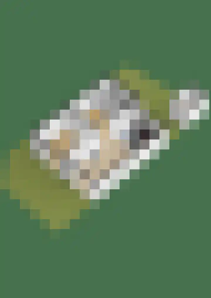 Mezenhof 14 A Soest thumbnail 22