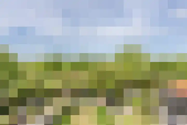 Mezenhof 97 Schagen thumbnail 20