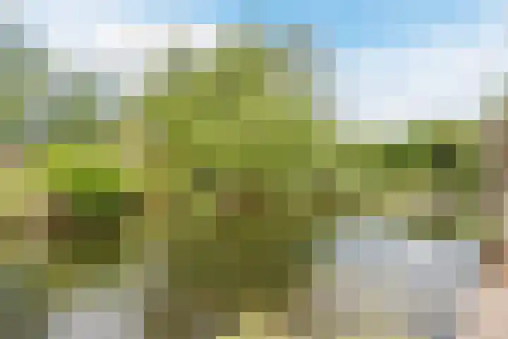 Mezenhof 97 Schagen thumbnail 23