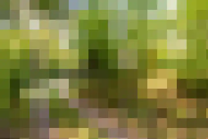 Mezenlaan 18 Norg thumbnail 4