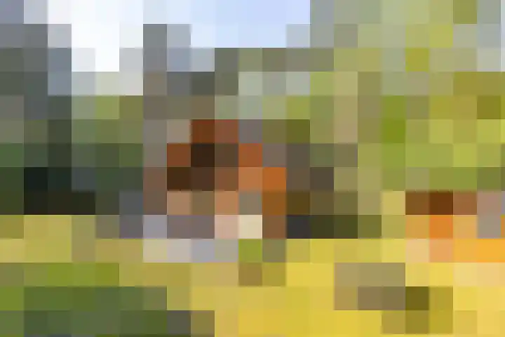 Mezenlaan 18 Norg thumbnail 6