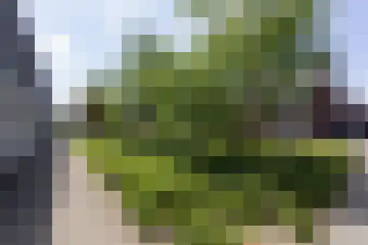 Mgr. Bekkersstraat 18 Waalwijk thumbnail 8
