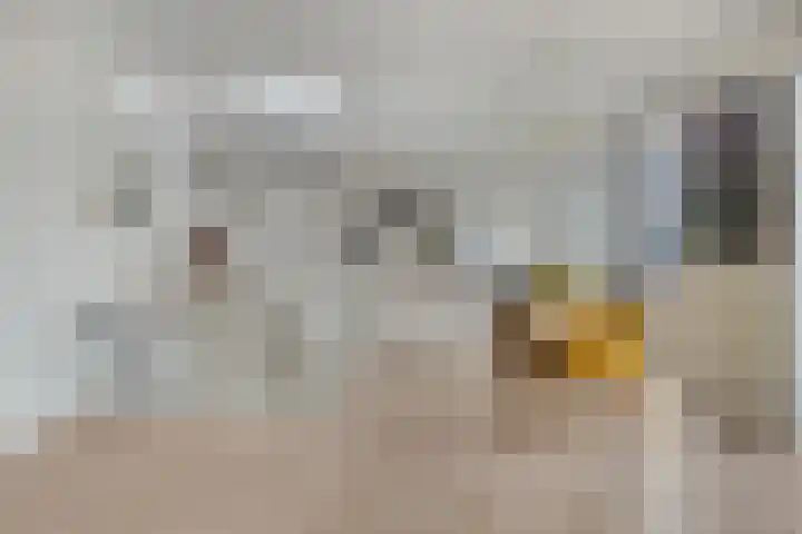 Miamihof 2 Den Haag thumbnail 22