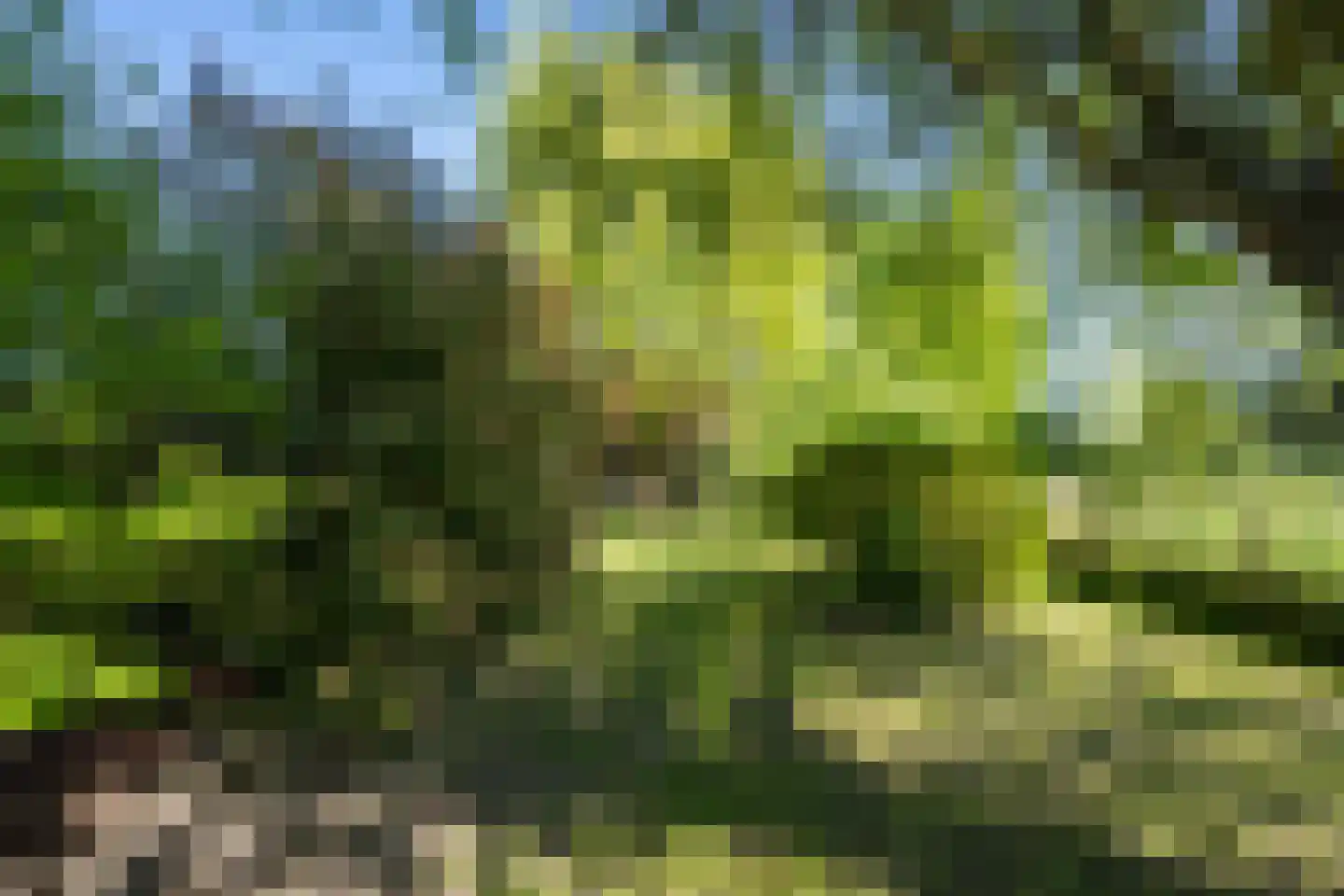 Michielpad 11 Wijchen thumbnail 15