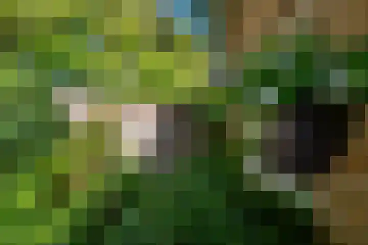 Michielpad 11 Wijchen thumbnail 49