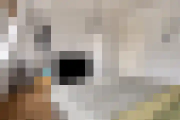 Mickershof 13 Gemert thumbnail 12