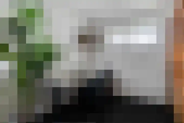 Midakkers 7 Eersel thumbnail 25