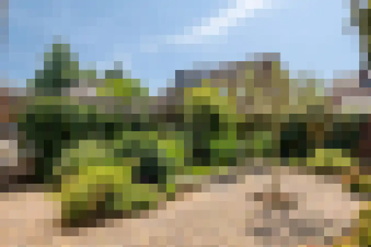 Middag 28 Babberich thumbnail 35