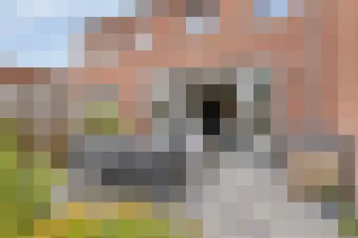 Middegaalspad 202 Veghel thumbnail 32