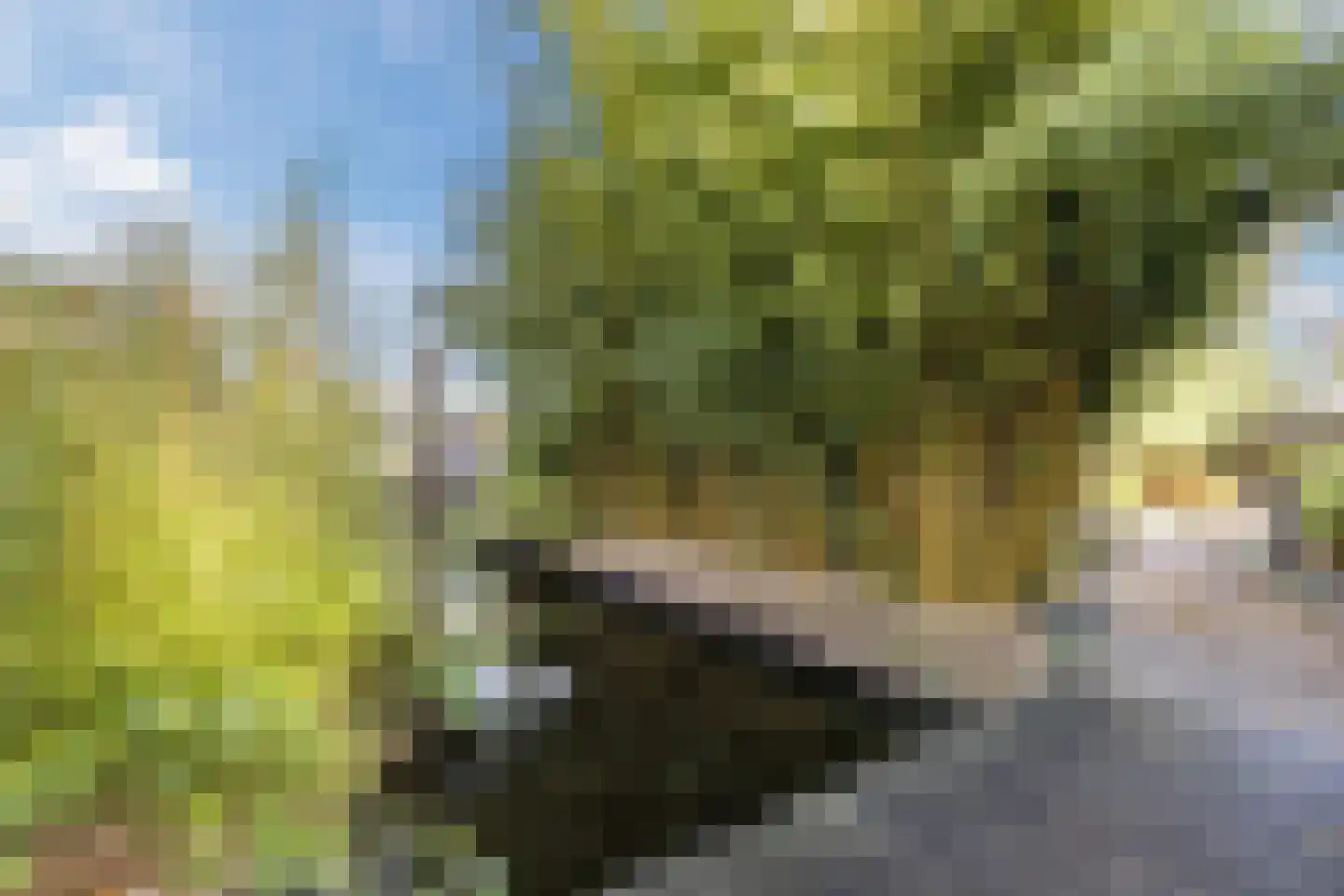 Middel 78 Westzaan thumbnail 41