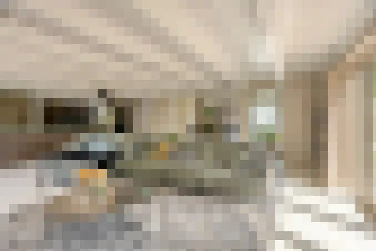 Middel 95 Westzaan thumbnail 14