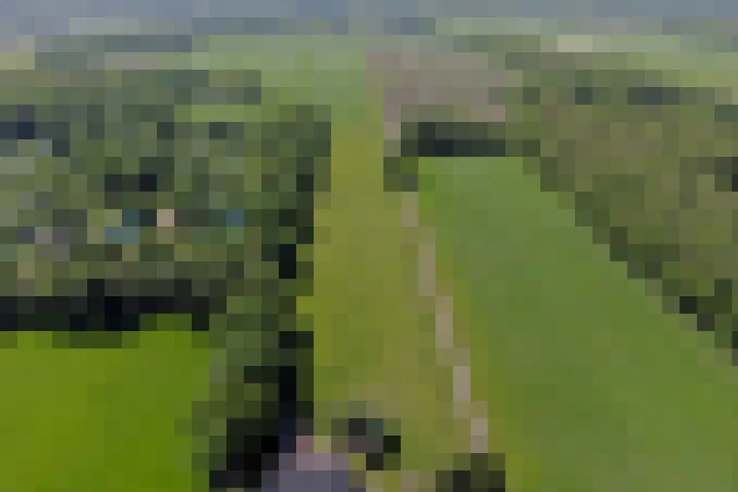 Middelburen 5 Makkinga thumbnail 53