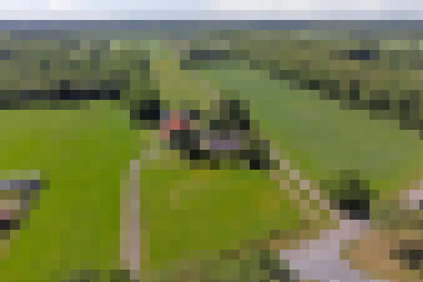 Middelburen 5 Makkinga thumbnail 54