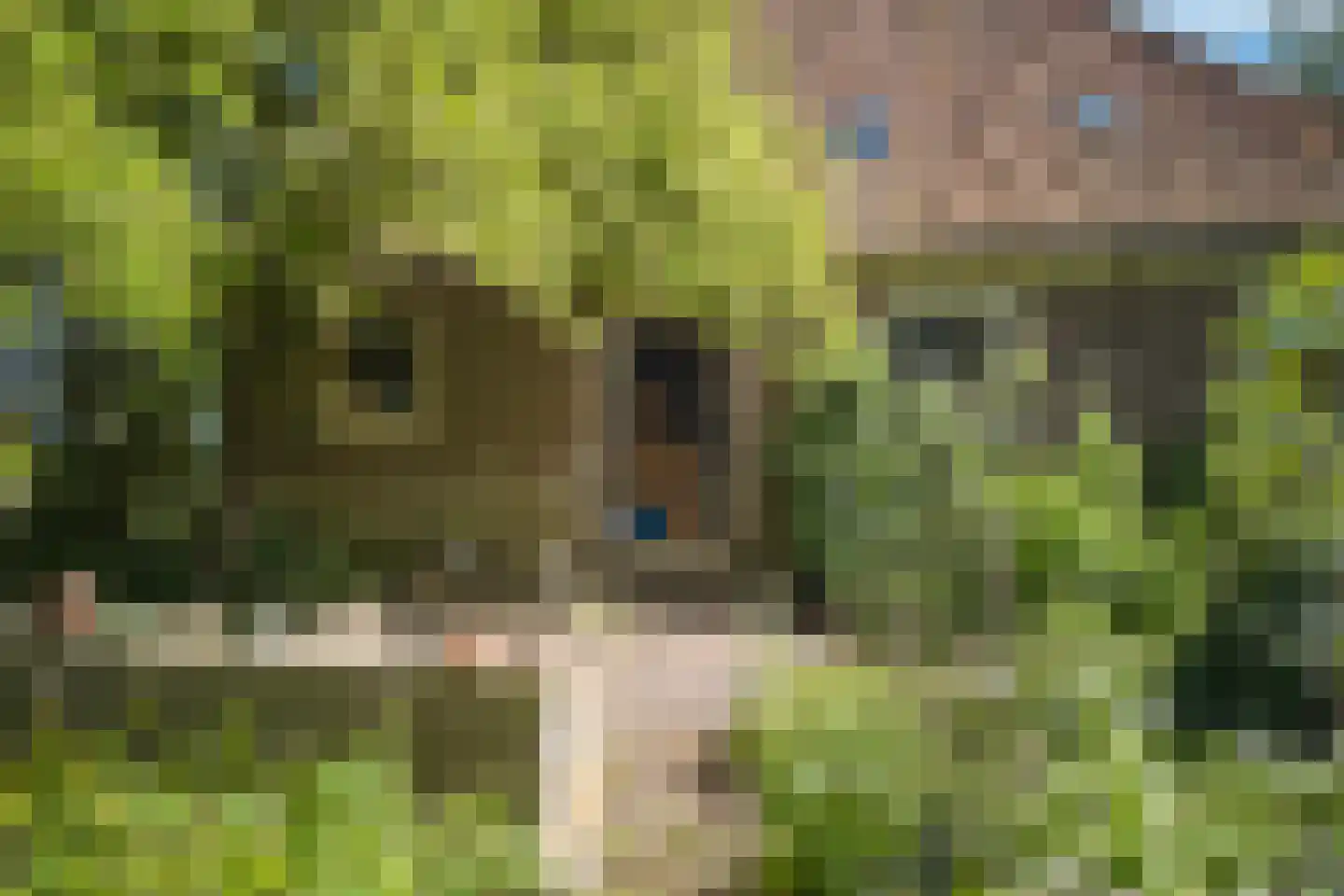 Middelie 33 Middelie thumbnail 50