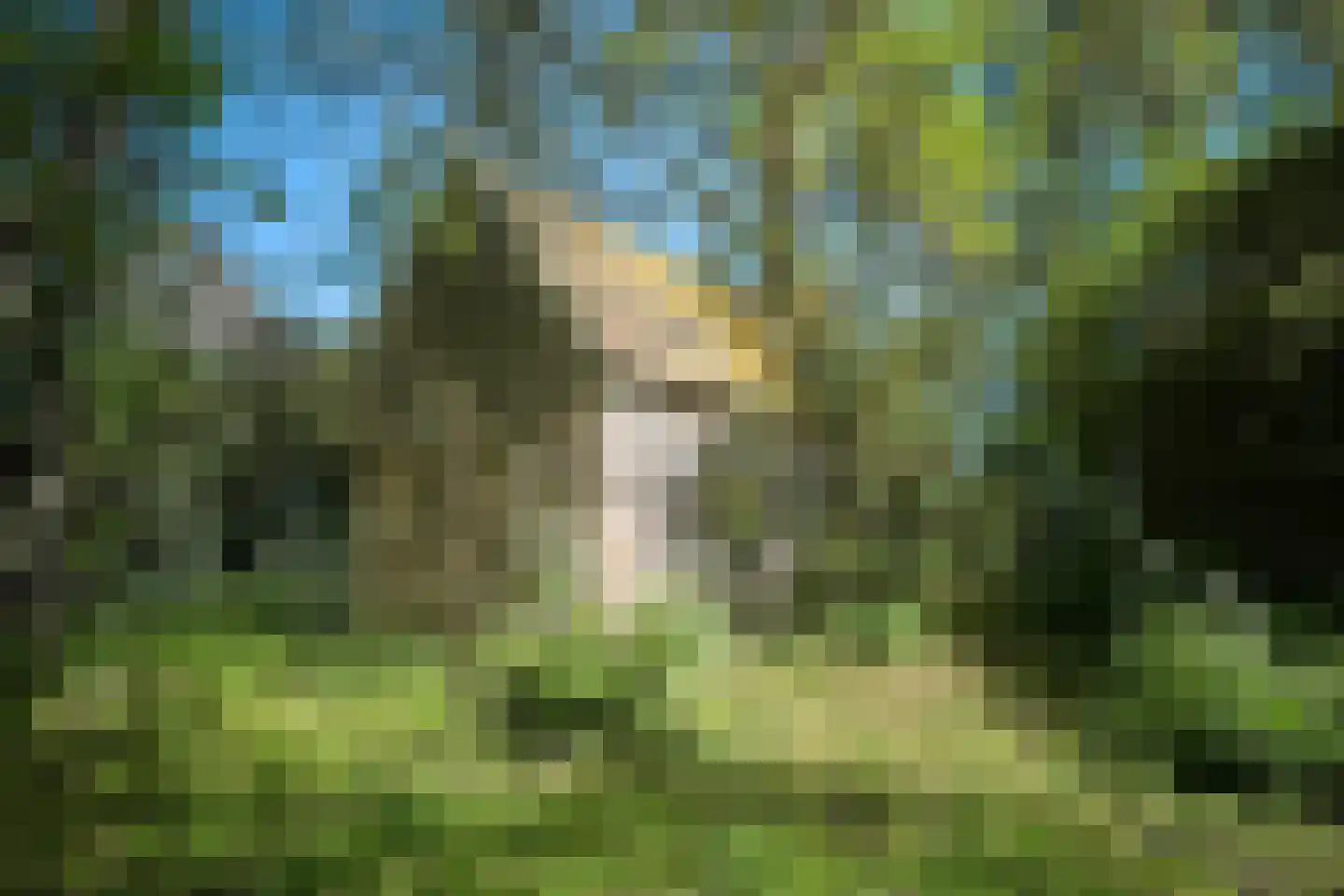 Middelie 33 Middelie thumbnail 55