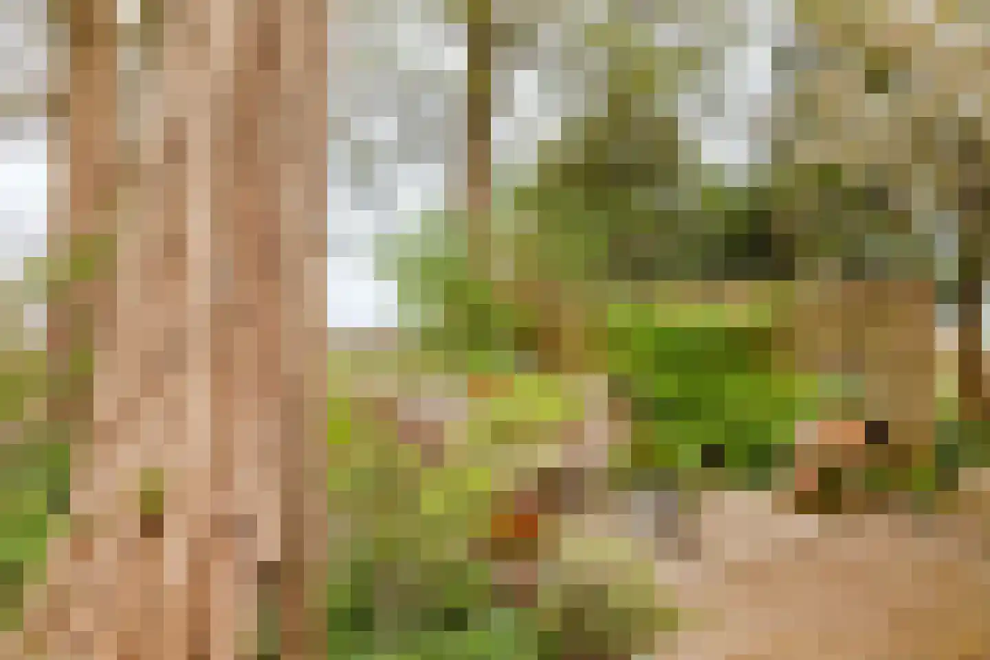 Middelie 6 Middelie thumbnail 21