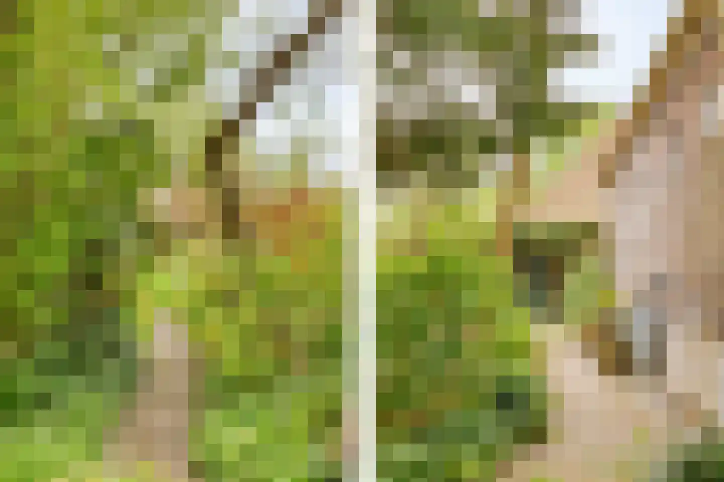 Middelie 6 Middelie thumbnail 22