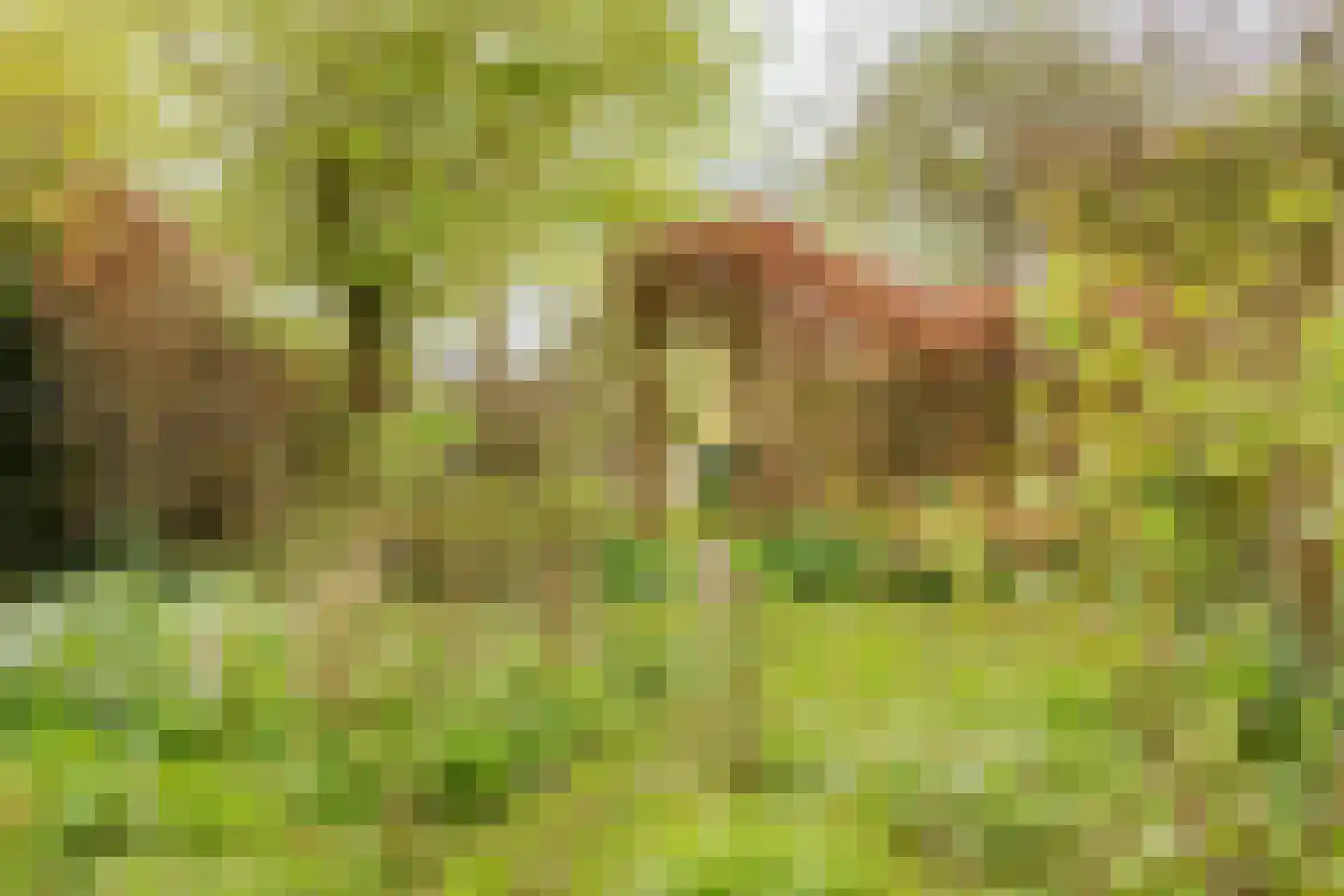 Middelie 6 Middelie thumbnail 25