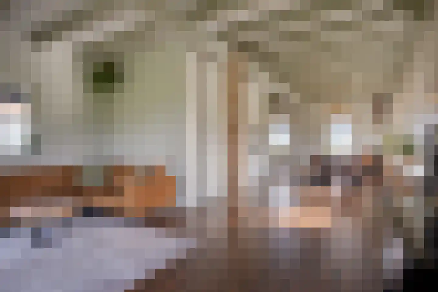 Middelie 70 Middelie thumbnail 12
