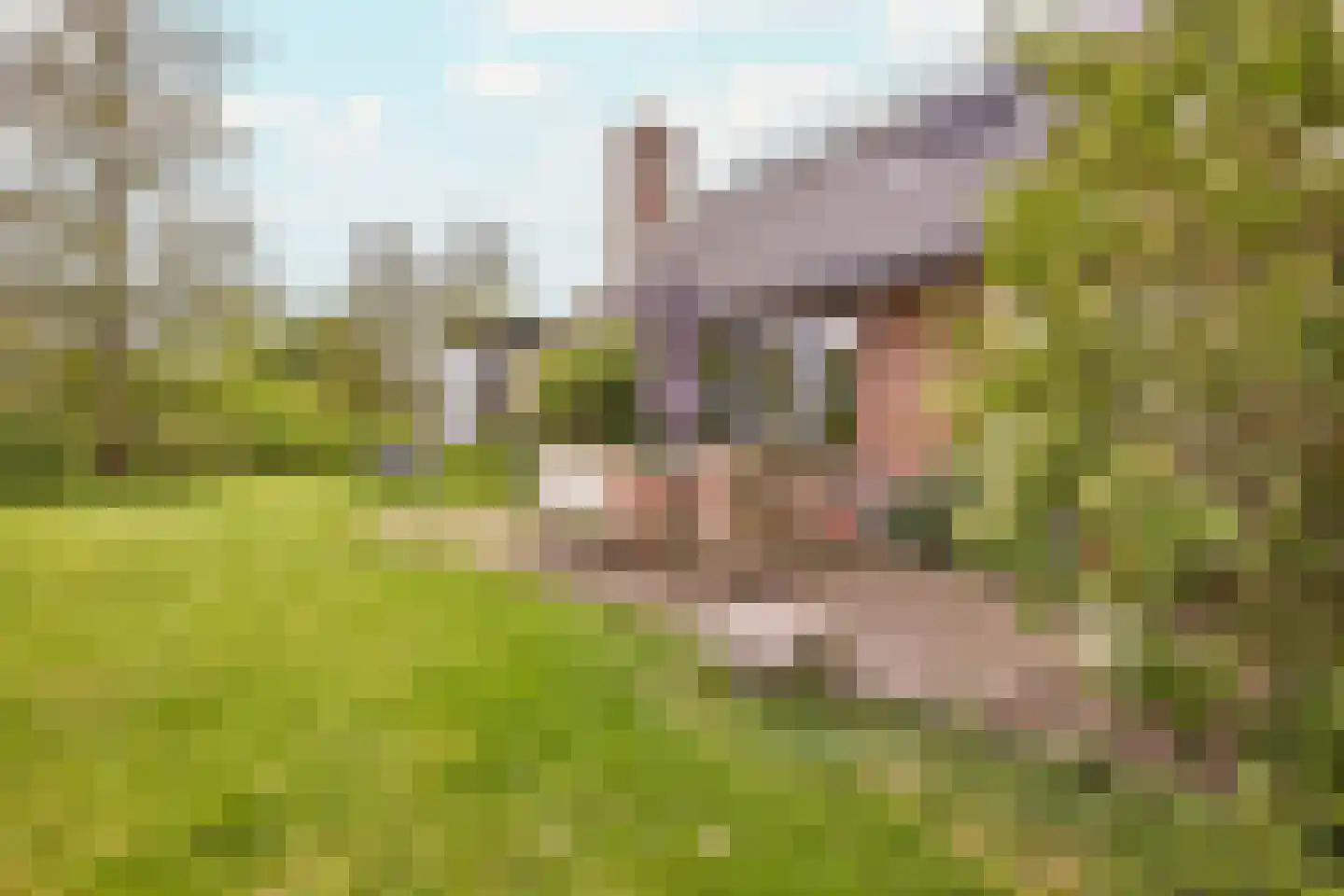 Middelie 72 Middelie thumbnail 38