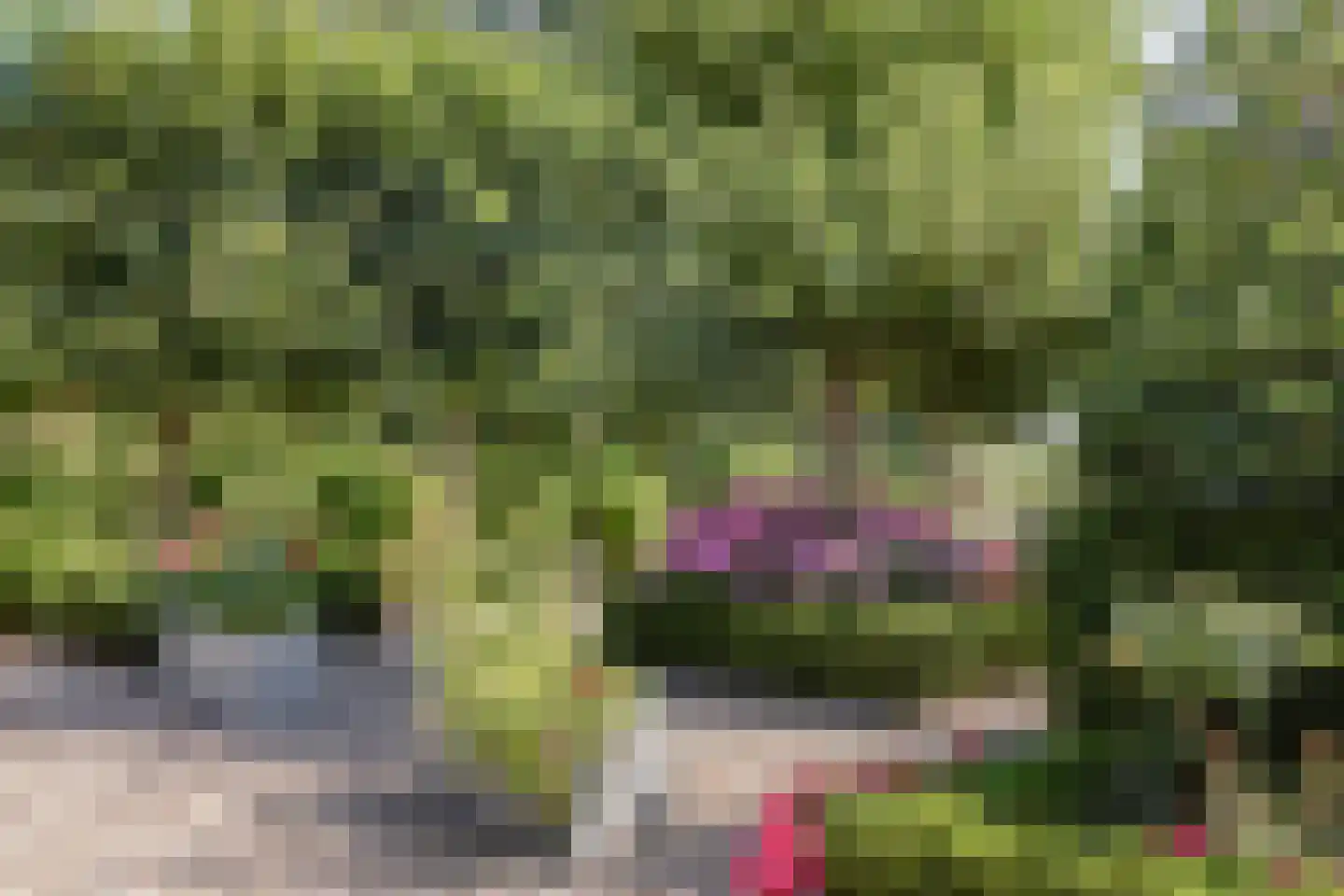 Middelie 76 Middelie thumbnail 5