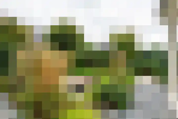 Middellaan 141 Veenendaal thumbnail 22