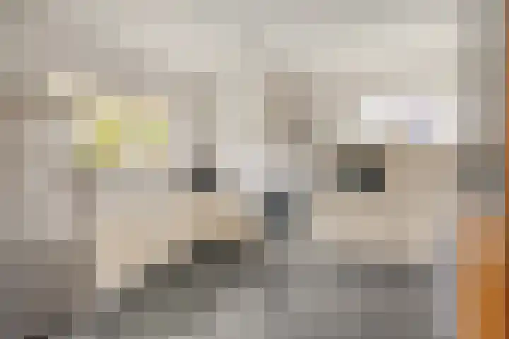Middelmeet 10 Goes thumbnail 12