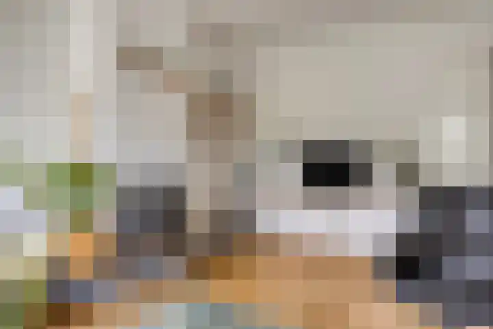 Middelmeet 10 Goes thumbnail 7