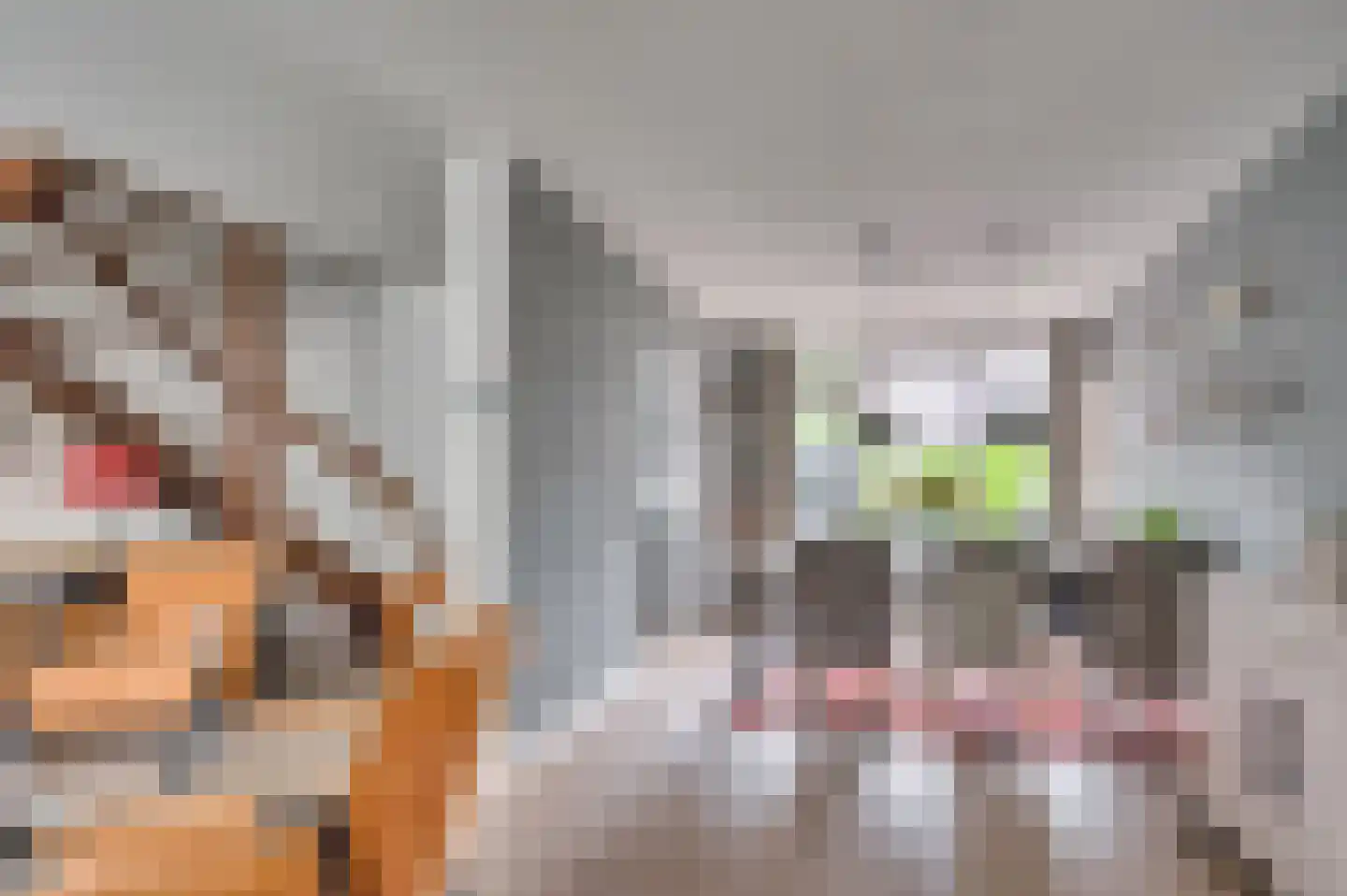 Middelreuvelt 77 Grubbenvorst thumbnail 11